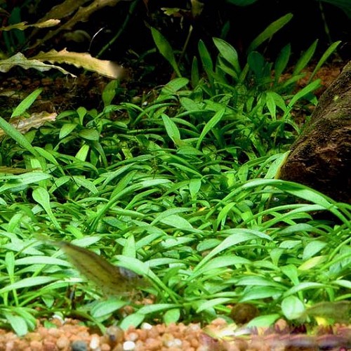 Cryptocoryne parva - Cryptocoryne naine en pot